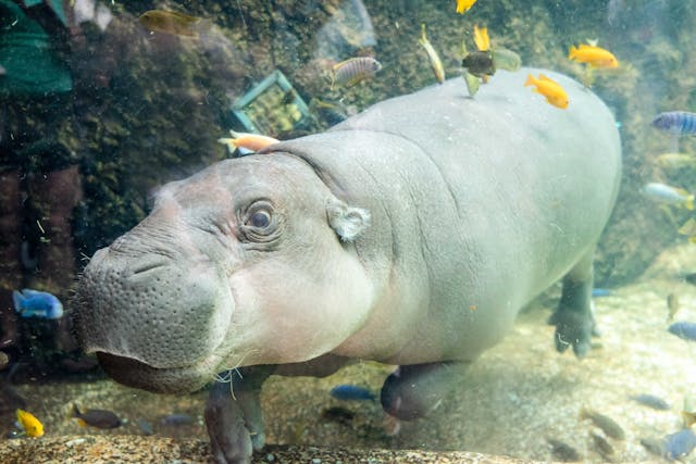 la zoo baby hippo