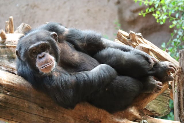 la zoo chimpanzee 