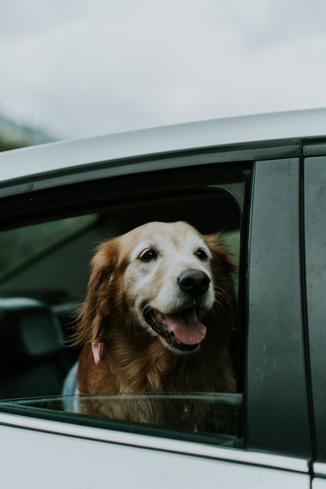 dog in a rental car