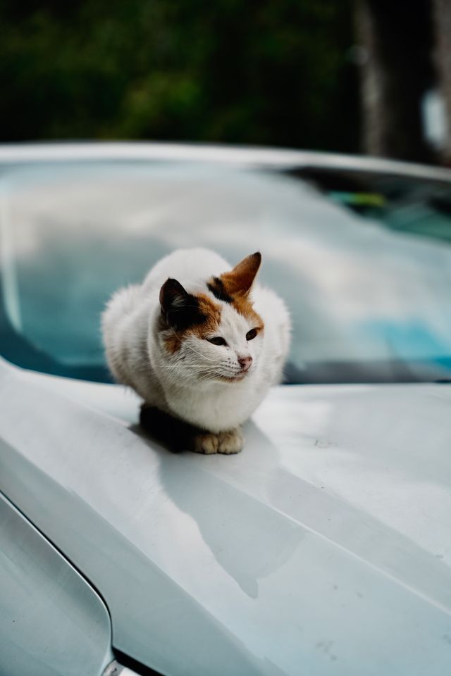 cat on rental car