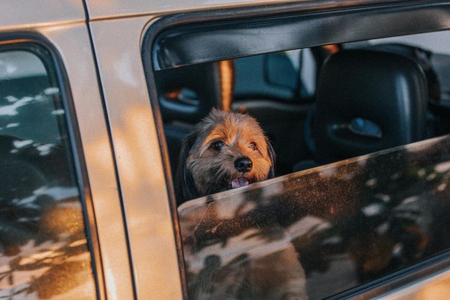 dog riding in a car