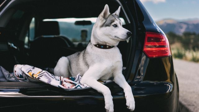 pet friendly car rental