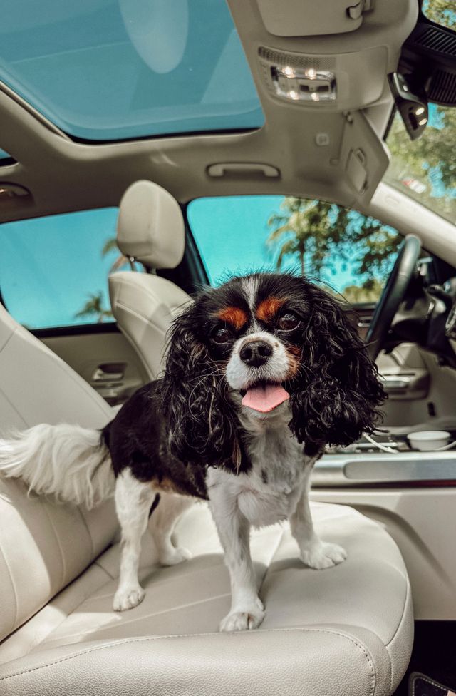 dog standing on a seat in a car